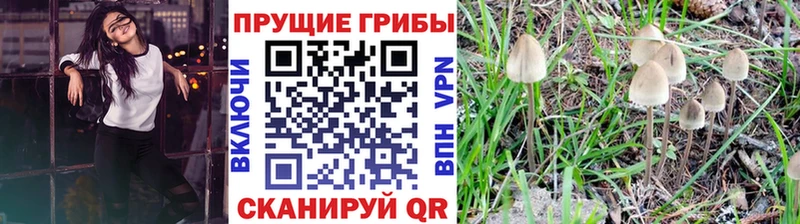 Псилоцибиновые грибы Psilocybine cubensis Верхотурье